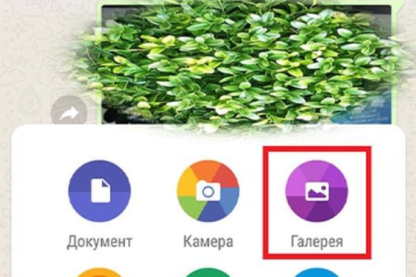 Кракен бошки