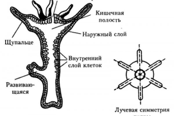 Как восстановить пароль на кракене